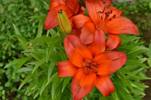 reddish lily petals pistil flower nature reddish leaf blossom summer garden kb