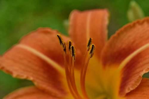 lily-family lily pollen pistil garden plant flower bloom nature spring summer