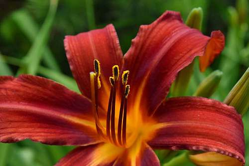lily-family macro flowers lily flower organism petal nature blossom 