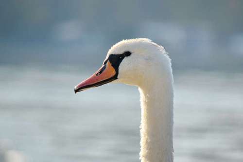 nose beak side swan feather swam looking waterfowl wildlife water 