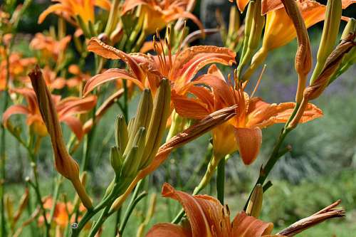 lily-family organism lily petals branches ecology stamen leaf plant nature flower