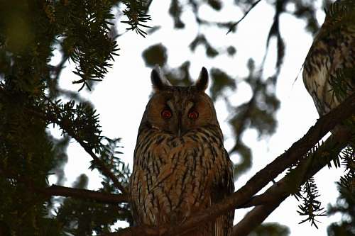 predator-gaze owl horned predator eyes ear tree nature bird raptor wildlife kb