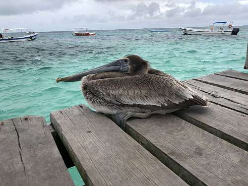 pelícano pájaro agua marrón verano muelle barcos acuáticos costa océano temporada