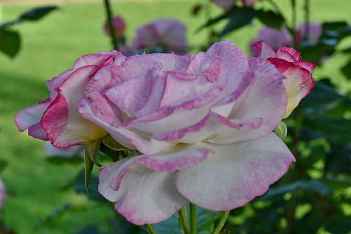 pink roses garden flower rose nature blooming plant shrub petal flowers 