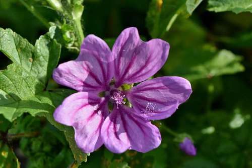 pistil leaf purple plant flower pink shrub nature flora garden
