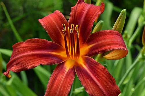lily-family pistil pollen lily petals summer plant nature flowers leaf flower kb