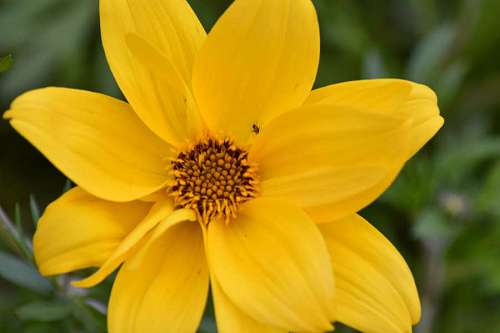 pistilo girasol flor amarillo insecto planta pétalo flor naturaleza verano