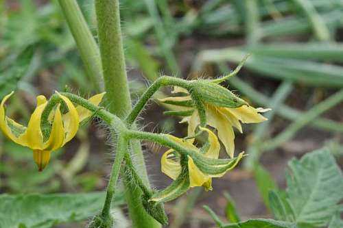 potato potato bud flower agriculture flora garden leaf nature outdoors farm vegetable tomato herb tomatoes healthy vegetarian grow kb 