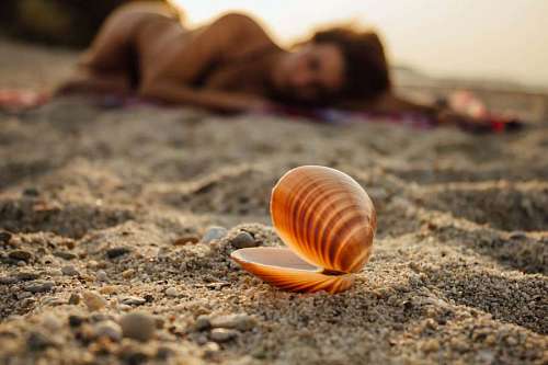 seashell pretty laying gorgeous seashell sand sunset nature 