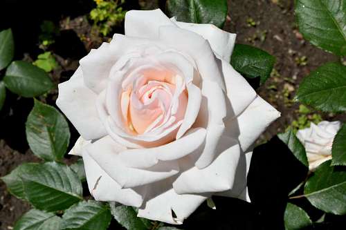 rose flower garden romance shrub leaf plant nature