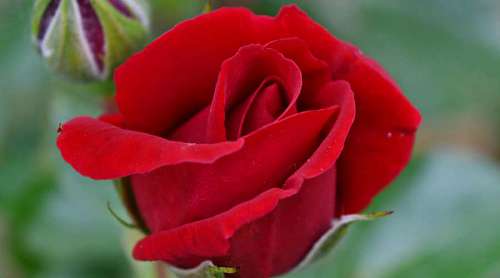 shrub plant garden flora petal nature rose flower kb