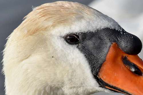 skin bird beak eye swan animal head wildlife outdoors nature kb