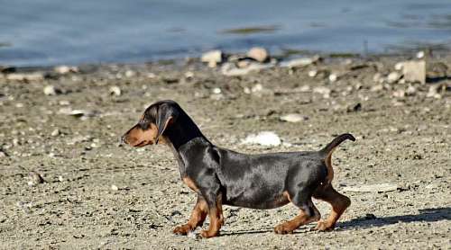 pedigree summer puppy beach adorable animal pedigree purebred breed pet