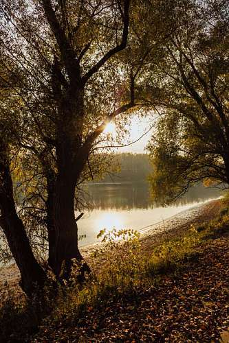 riverbank sunshine  autumn season  riverbank  sunspot 