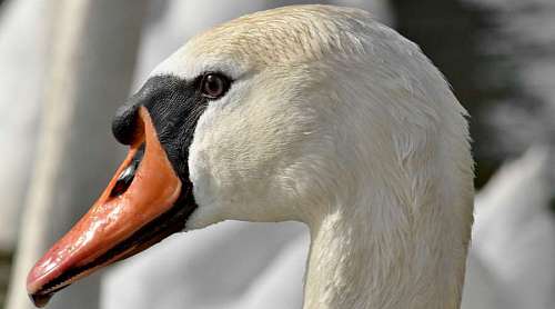 swan feather head bird nature portrait waterfowl aquatic wildlife animal kb
