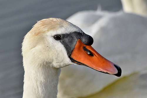 swan head bird lake nature waterfowl wildlife looking aquatic outdoors birds  swans