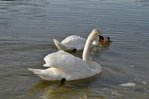 swan water bird aquatic lake waterfowl wildlife swimming pool