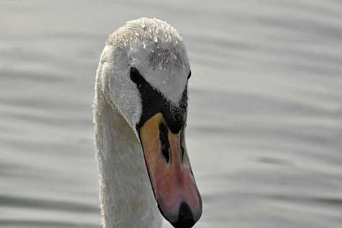 swan wet head looking bird water lake wildlife aquatic waterfowl swans birds 