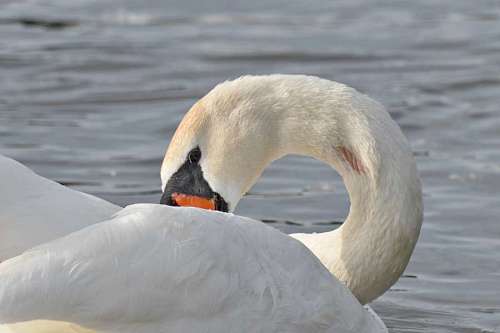 water swan bird neck beak waterfowl wildlife aquatic nature lake  swans