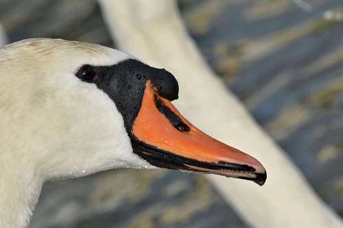 wet skin swan bird beak looking head waterfowl aquatic wildlife