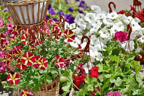 wicker wicker basket  garden  plant  pink  flower 