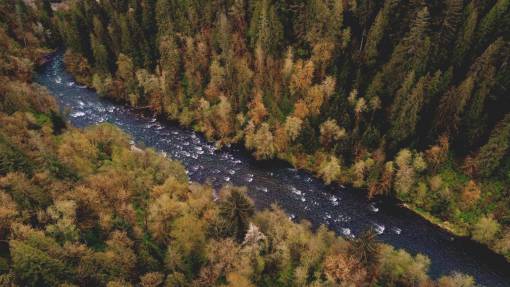 zumbido aéreo río bosque naturaleza aire libre agua paisaje