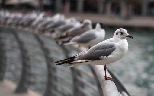 aves animal aves gaviota agua valla acero bokeh