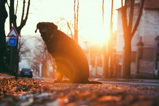 perro amigable animal perro mascota amigo coche calle carretera