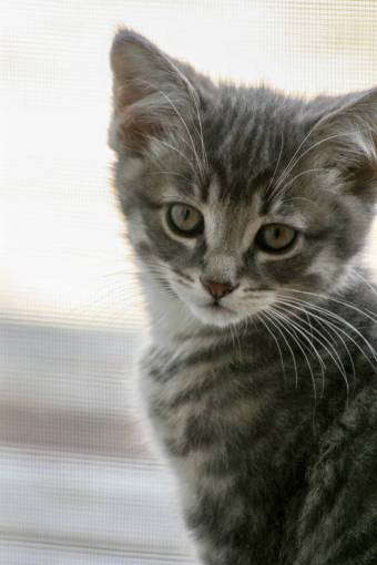 animal  face  close up  cat  feline  eyes  pet