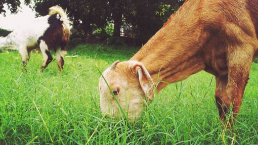 herbivore animal  grass  herbivore  goat  brown  green  trees