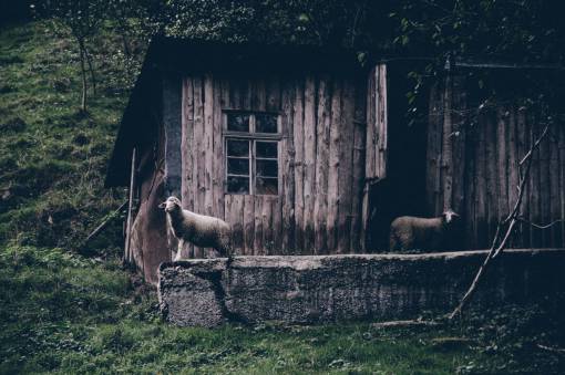 abandoned animals  mammals  sheep  lamb  fleece  house  cottage