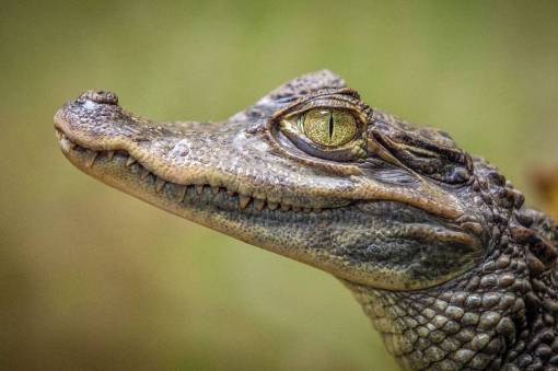 teeth animals  reptiles  crocodile  eyes  teeth  scales  fierce