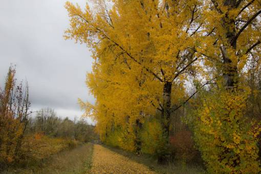 autumn  tree  background  fall  leaves  foliage  colorful