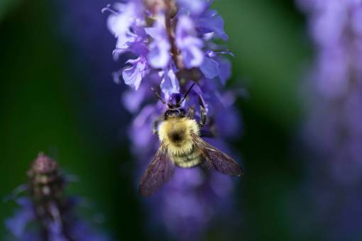 alas abeja flor macro púrpura flores pétalos polen