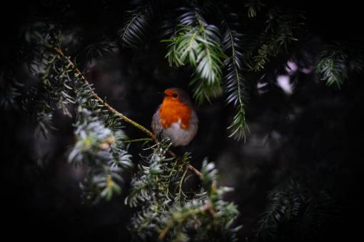 stem-cell bird  animal  nature  leaves  branches  stem  robin
