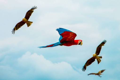 bird  beak  feather  animal  fly  freedom  clouds
