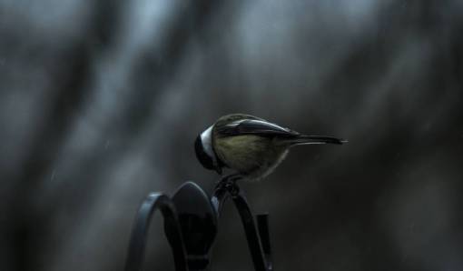 bird  fly  animal  beak  dark  night  feather

