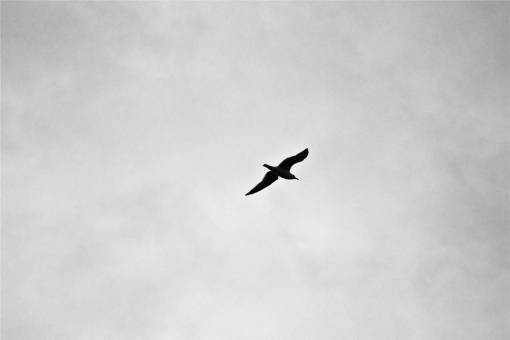 volador pájaro volando cielo blanco y negro