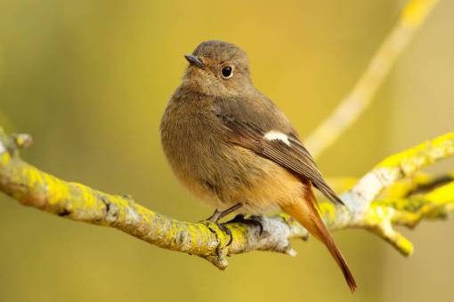 bird  yellow  branch  nature  bokeh  brown  tree
