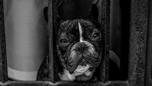 pug black and white  dog  pet  pug  animal  grill  cage