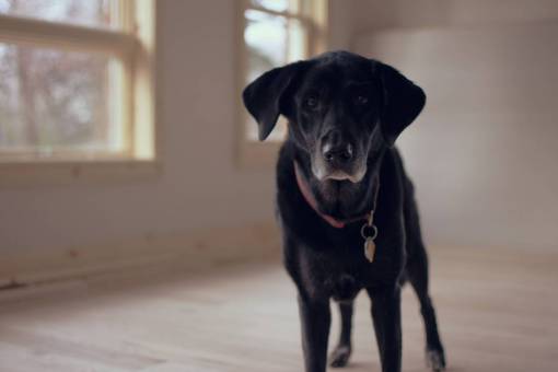 mascota de interior Perro cachorro negro dentro de la casa del animal doméstico