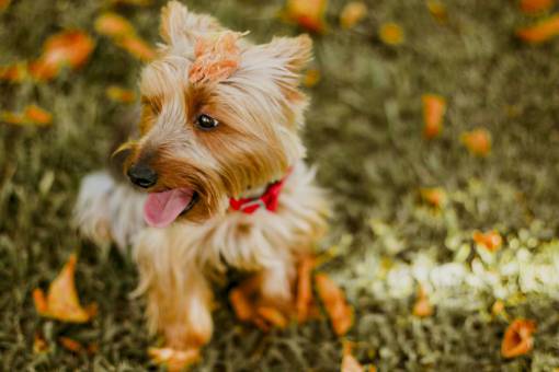 playground blur  bokeh  playground  dog  puppy  animal  pet
