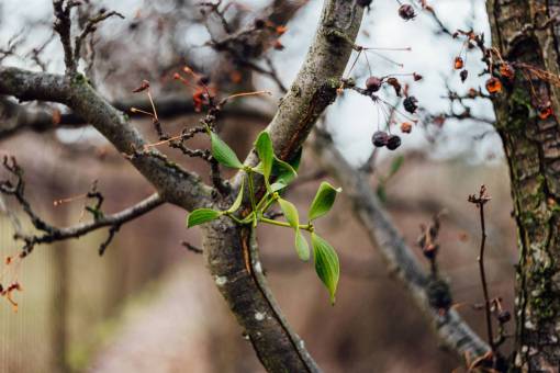 stem-cell branches  stem  fruit  nature  plant  bokeh  blur