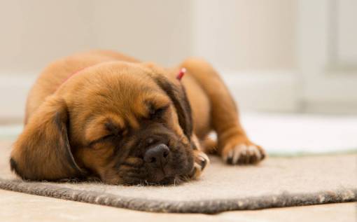 carpet-of-leaves brown  puppy  dog  animal  pet  sleeping  carpet
