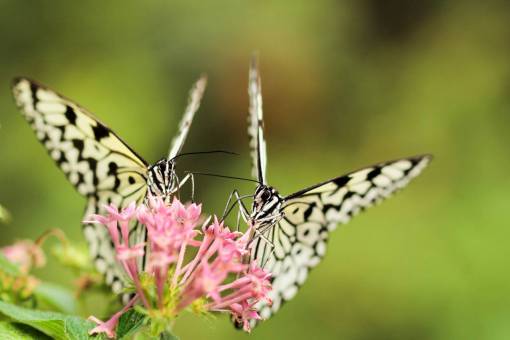 pollo Macro de insectos polilla mariposa cerrar polen de néctar