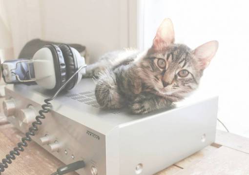 amplifier cat  amplifier  headphones  springtime  sun  technology  pet