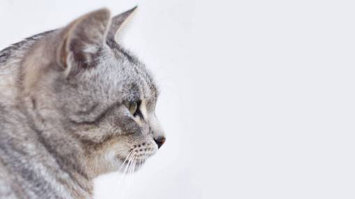 cat  animal  kitten  cute  eyes  whiskers
