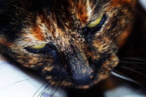 cat  animal  kitten  cute  eyes  whiskers  close up
