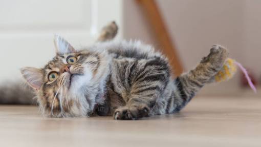 cat  animal  kitten  cute  floor  whiskers  shocked