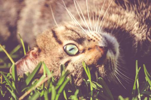 gatito gato gatito animal hierba naturaleza mascota